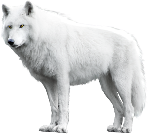 White Wolf